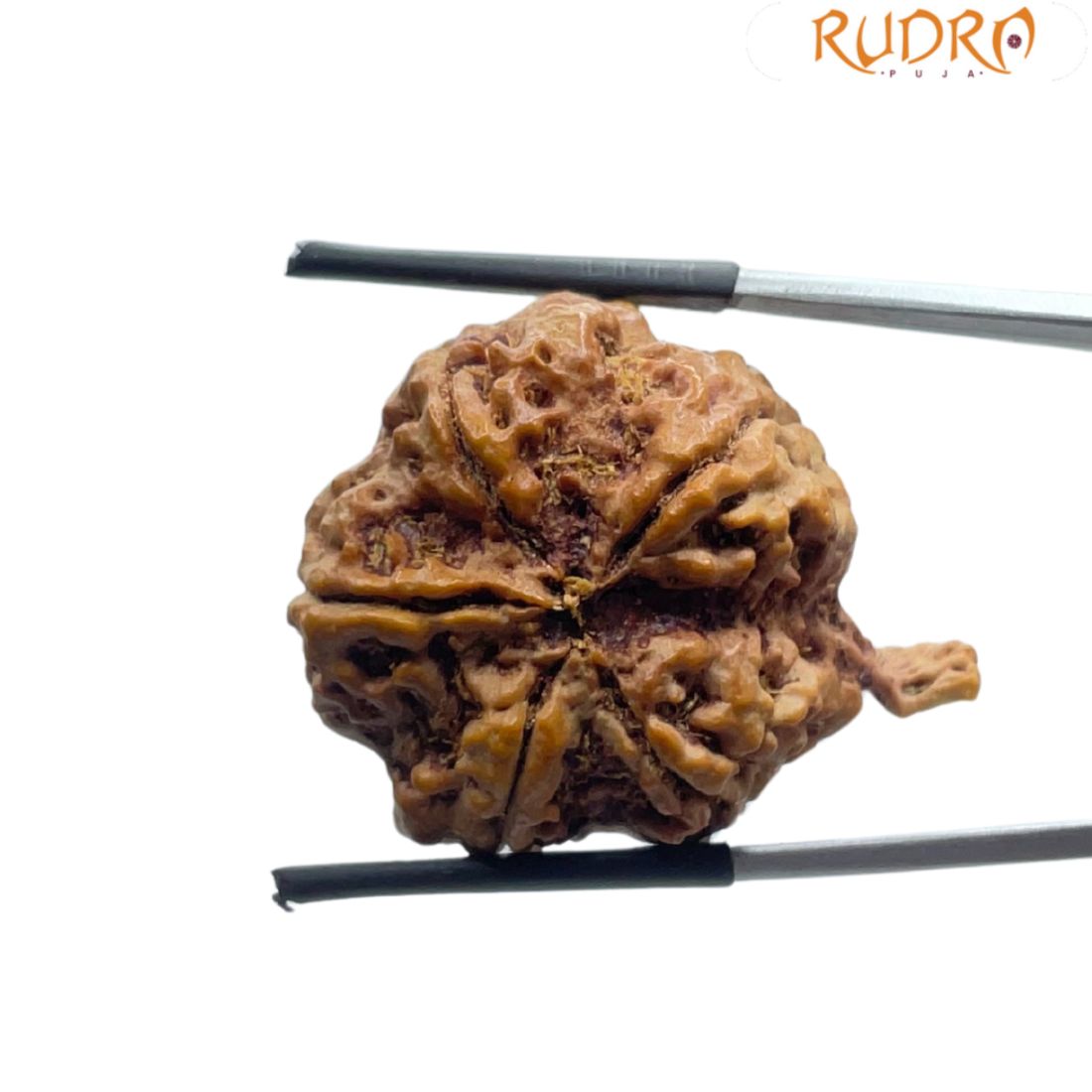 Ganesha Rudraksha - (31.20 MM)