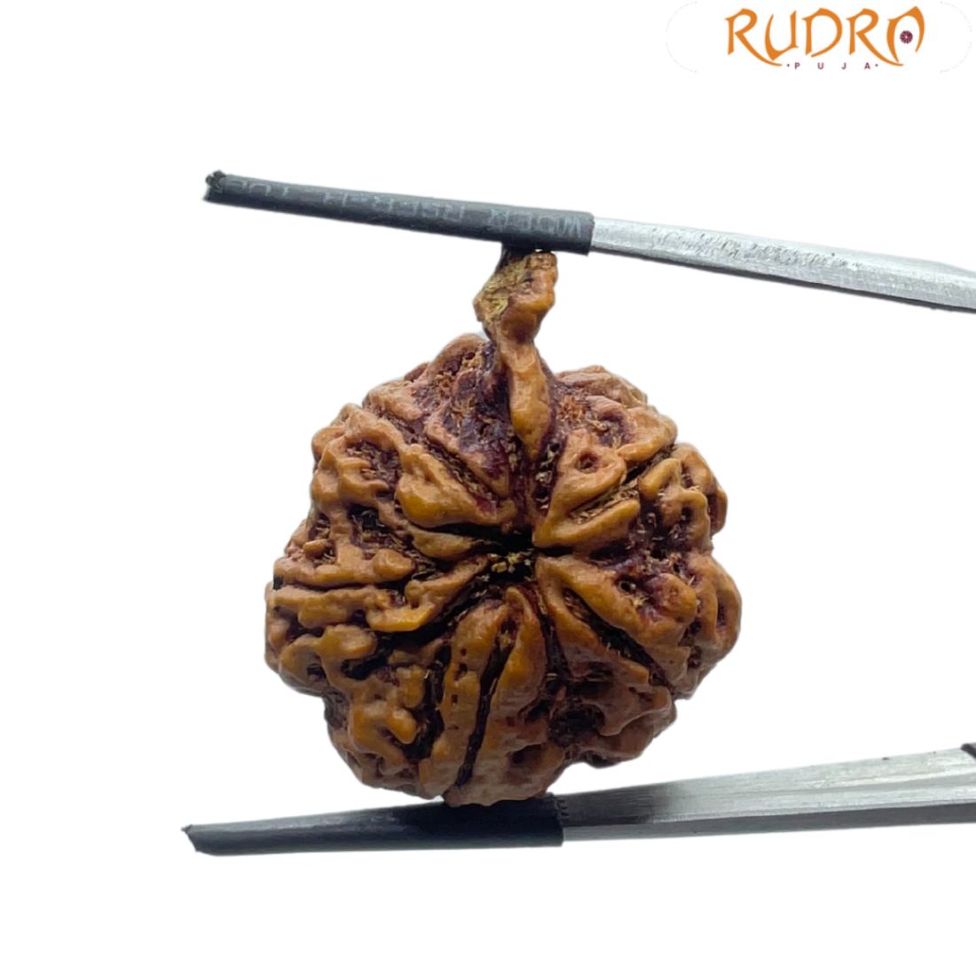 Ganesha Rudraksha - (31.20 MM)