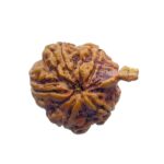 Ganesha Rudraksha - (31.20 MM)