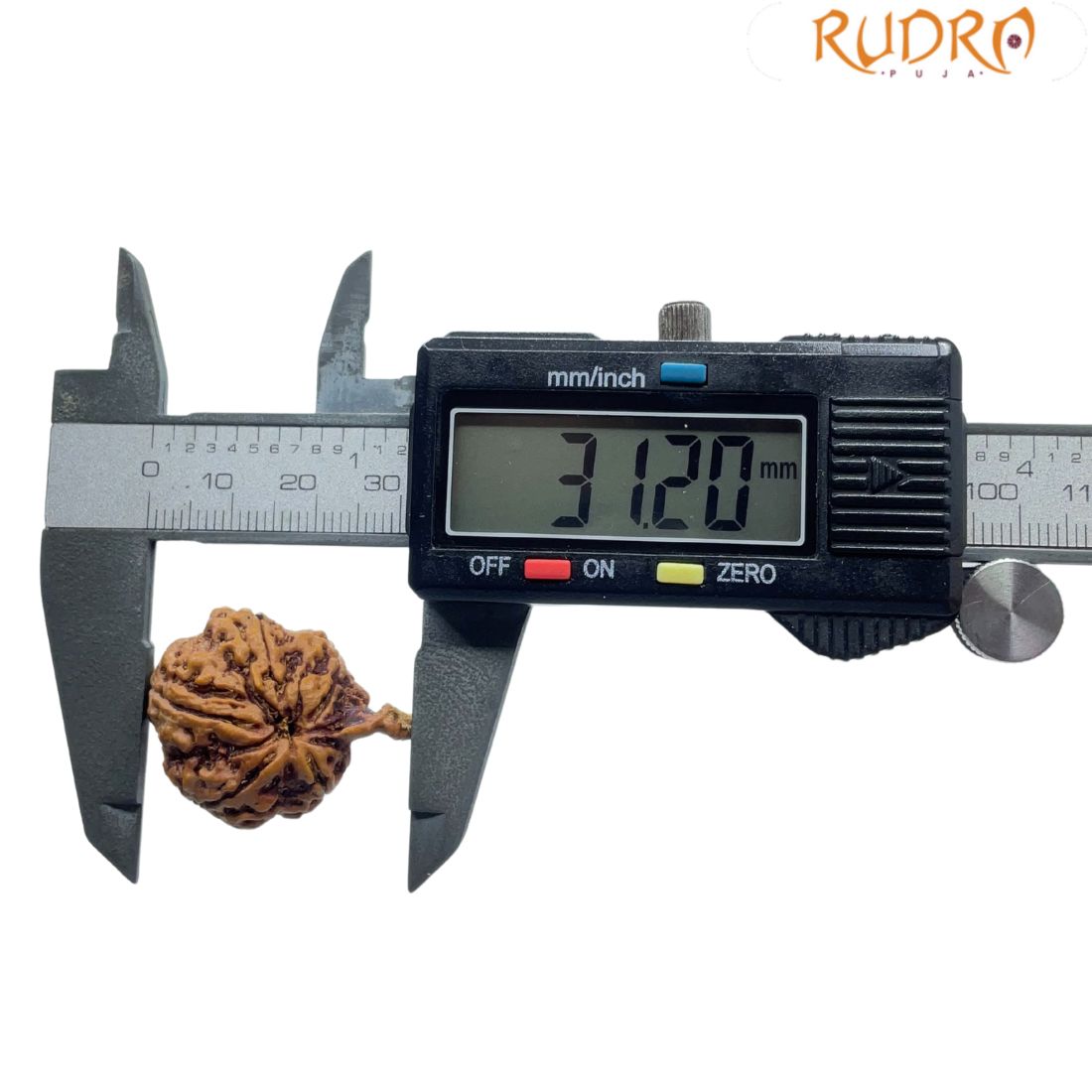 Ganesha Rudraksha - (31.20 MM)