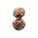 Gaurishankar Indonesian Rudraksha - 16.28 Mm