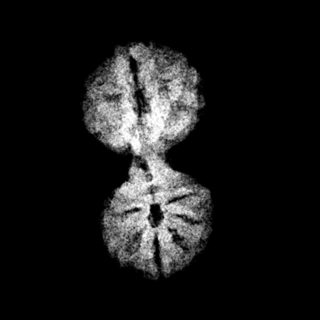 Gaurishankar Indonesian Rudraksha - 16.28 MM