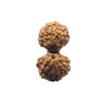 Gaurishankar Indonesian Rudraksha - 16.64 Mm