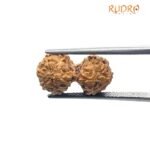 Gaurishankar Indonesian Rudraksha - 16.64 Mm