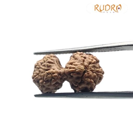 Gaurishankar Indonesian Rudraksha - 17.31 MM