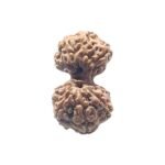 Gaurishankar Indonesian Rudraksha - 17.31 Mm