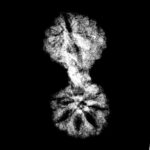 Gaurishankar Indonesian Rudraksha - 17.40 MM