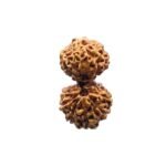 Gaurishankar Indonesian Rudraksha - 21.92 Mm