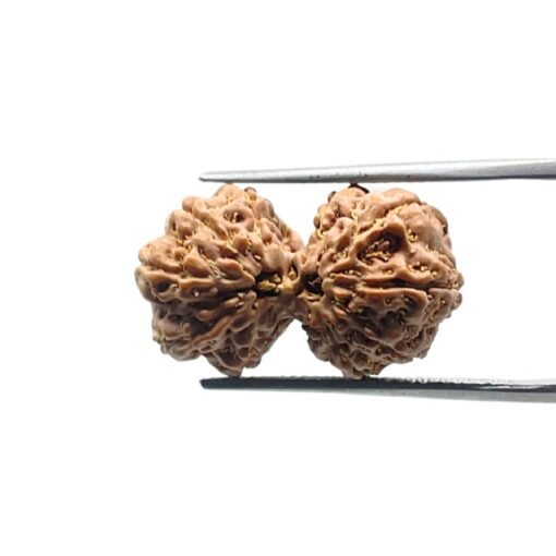 Gaurishankar Indonesian Rudraksha - 22.36 Mm