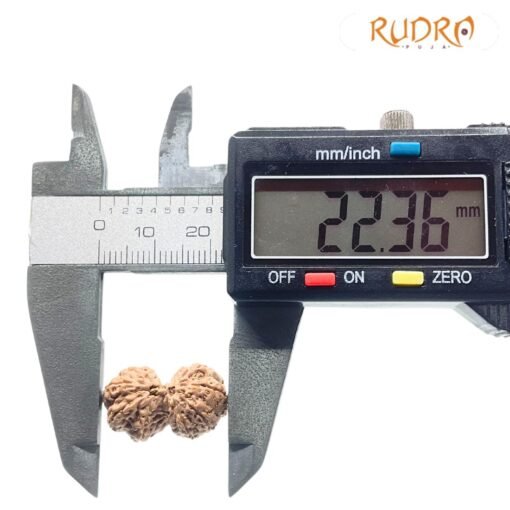 Gaurishankar Indonesian Rudraksha - 22.36 MM