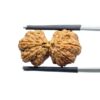 Gaurishankar Indonesian Rudraksha - 22.72 MM