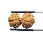 Gaurishankar Indonesian Rudraksha - 22.72 MM