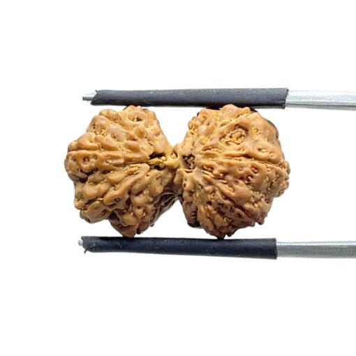 Gaurishankar Indonesian Rudraksha - 22.72 MM
