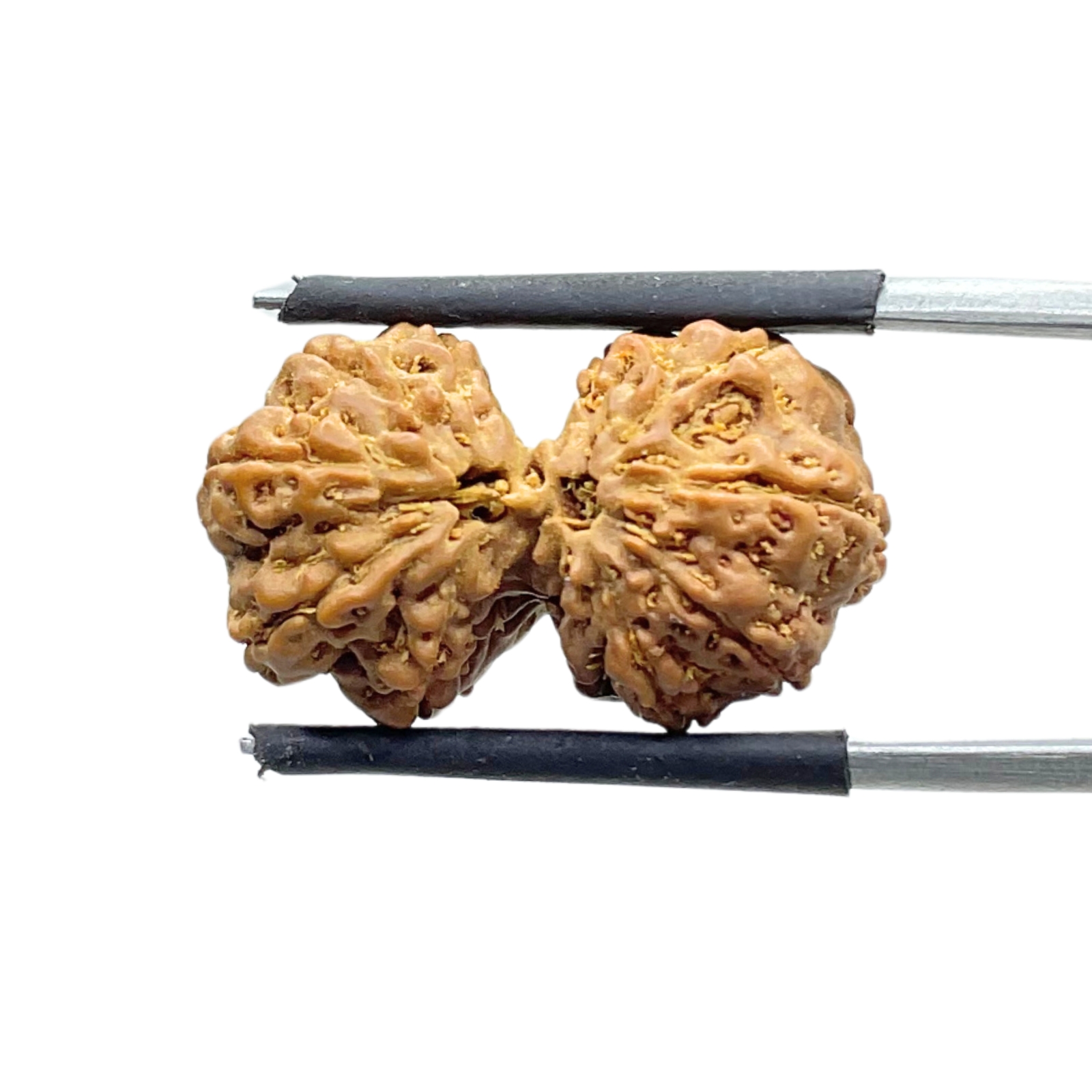 Gaurishankar Indonesian Rudraksha - 22.72 MM