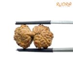 Gaurishankar Indonesian Rudraksha - 22.72 MM