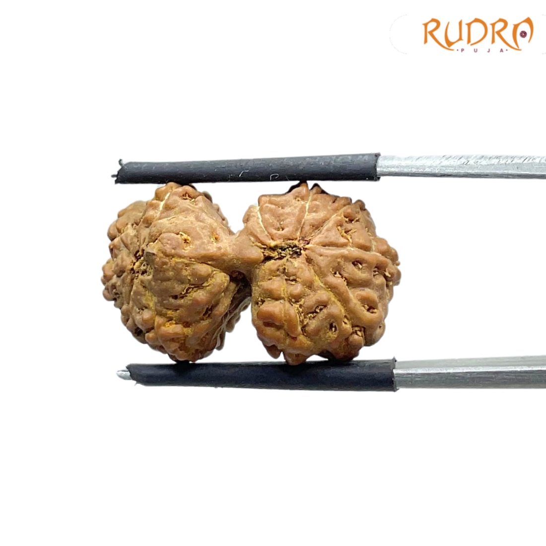 Gaurishankar Indonesian Rudraksha - 22.72 MM