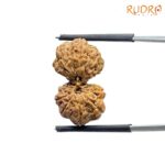 Gaurishankar Indonesian Rudraksha - 22.72 MM