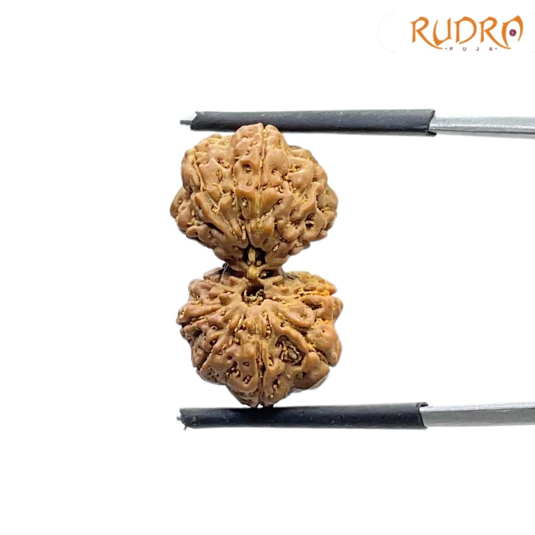 Gaurishankar Indonesian Rudraksha - 22.72 MM