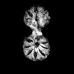 Gaurishankar Indonesian Rudraksha - 17.39 MM