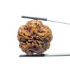 Super Collector 5 Mukhi Rudraksha Nepal - (28.15 MM)