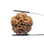 Super Collector 5 Mukhi Rudraksha Nepal - (28.15 MM)