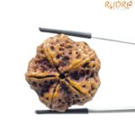 Super Collector 5 Mukhi Rudraksha Nepal - (28.15 MM)
