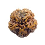 Super Collector 5 Mukhi Rudraksha Nepal - (28.15 MM)