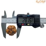 Super Collector 5 Mukhi Rudraksha Nepal - (28.15 MM)
