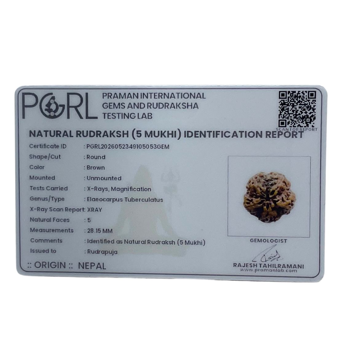Super Collector 5 Mukhi Rudraksha Nepal - (28.15 MM)