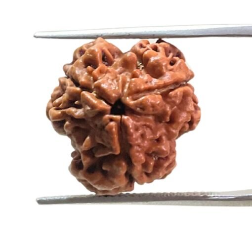 3 Mukhi Rudraksha Nepal ( 18.70 Mm )