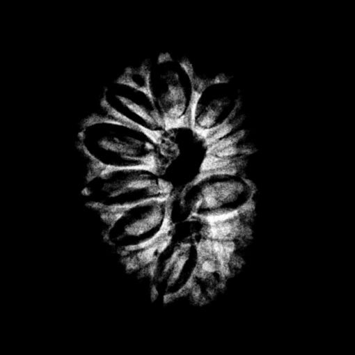 X Ray Certfieid 14 Mukhi Rudraksha Original Nepal - ( 26.43 MM )