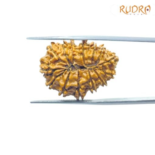 X-Ray-Certfieid-14-Mukhi-Rudraksha-Original-Nepal-26.43-MM-BP-C.jpg