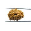 X Ray Certfieid 14 Mukhi Rudraksha Original Nepal - ( 26.43 Mm ) 11 X-Ray-Certfieid-14-Mukhi-Rudraksha-Original-Nepal-26.43-Mm-Mp-C.jpg