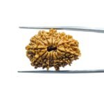 X-Ray-Certfieid-14-Mukhi-Rudraksha-Original-Nepal-26.43-MM-MP-C.jpg