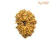 X Ray Certfieid 14 Mukhi Rudraksha Original Nepal - ( 26.43 Mm ) 13 X-Ray-Certfieid-14-Mukhi-Rudraksha-Original-Nepal-26.43-Mm-Sp-C.jpg