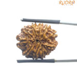 X Ray Certified 11 Mukhi Rudraksha Nepal - (21.93 MM)
