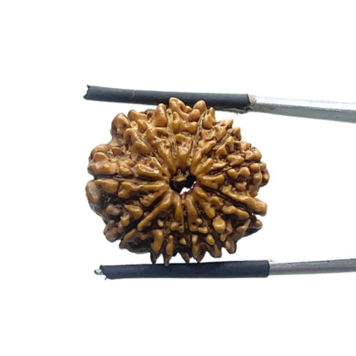 X Ray Certified 11 Mukhi Rudraksha Nepal - (21.93 MM)