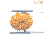 X - Ray Certified 12 Mukhi Rudraksha Nepal ( 22.22 MM )