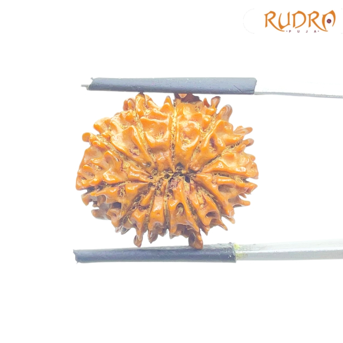 X - Ray Certified 12 Mukhi Rudraksha Nepal ( 22.22 MM )