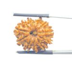 X - Ray Certified 12 Mukhi Rudraksha Nepal ( 22.22 MM )
