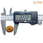 X - Ray Certified 12 Mukhi Rudraksha Nepal ( 22.22 MM )