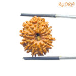 X - Ray Certified 12 Mukhi Rudraksha Nepal ( 22.22 MM )