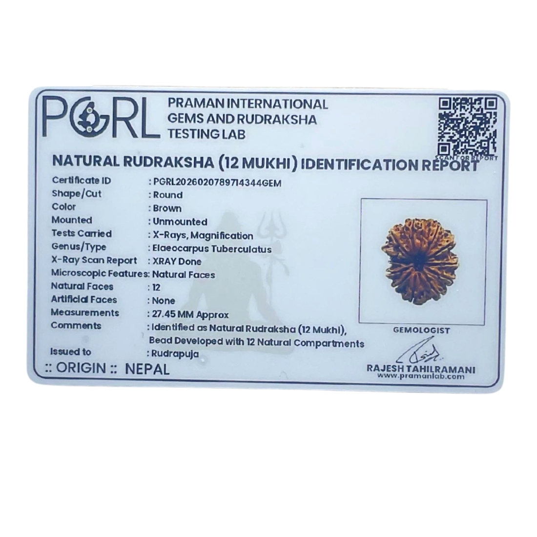 X - Ray Certified 12 Mukhi Rudraksha Nepal ( 27.45 MM )