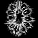 X-Ray-Certified-12-Mukhi-Rudraksha-Nepal-27.45-MM