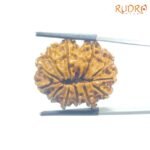 X-Ray-Certified-12-Mukhi-Rudraksha-Nepal-27.45-MM