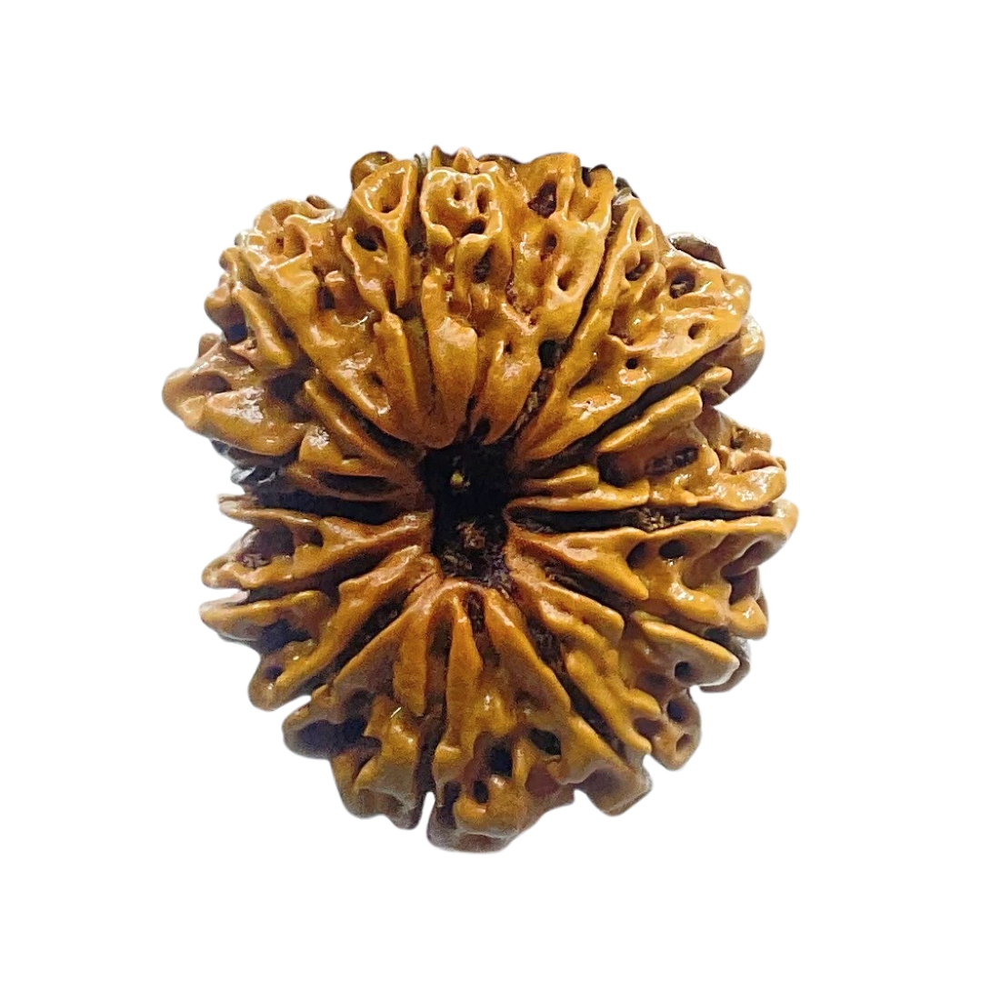 X-Ray-Certified-12-Mukhi-Rudraksha-Nepal-27.45-MM