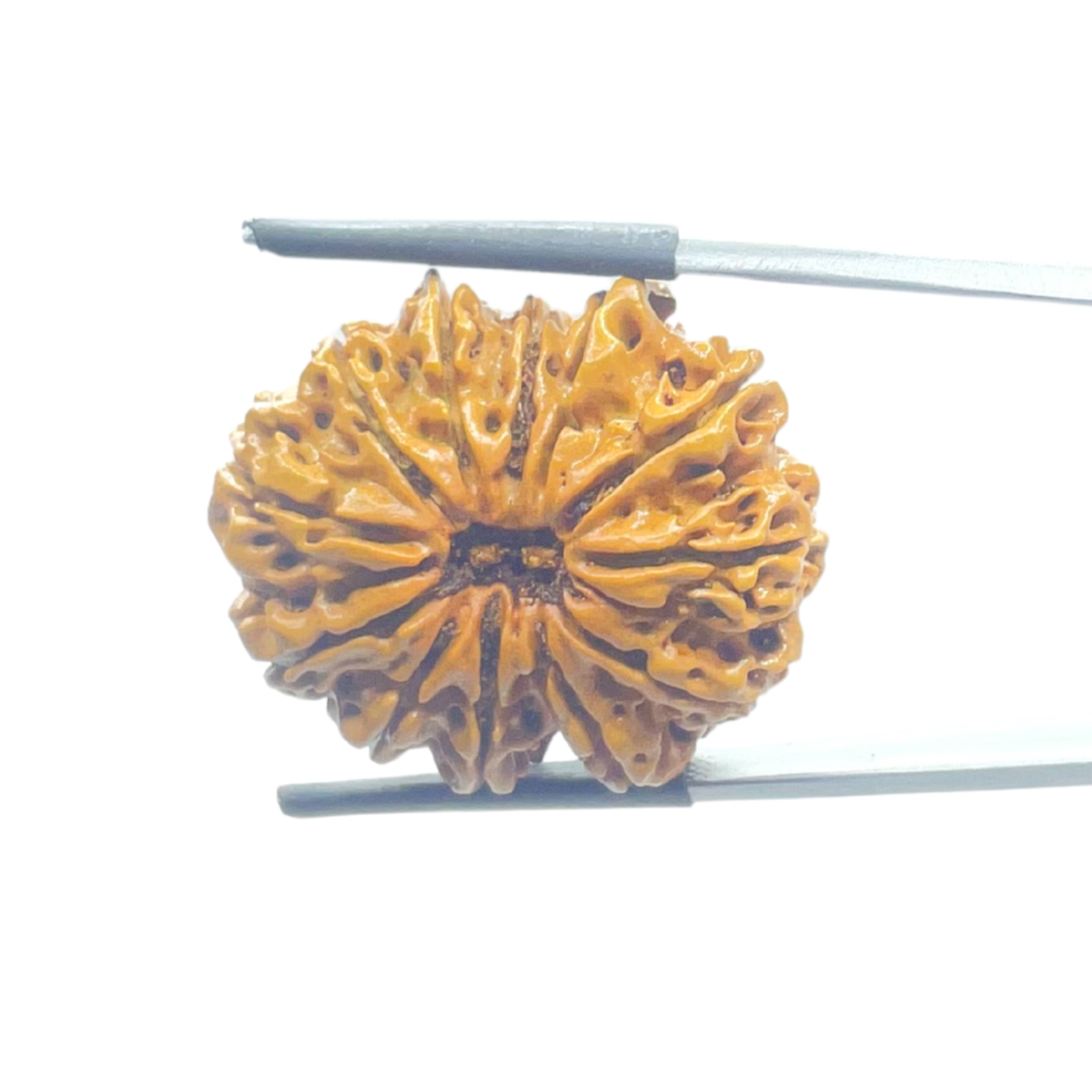 X-Ray-Certified-12-Mukhi-Rudraksha-Nepal-27.45-MM