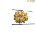 X - Ray Certified 12 Mukhi Rudraksha Nepal ( 27.72 MM )