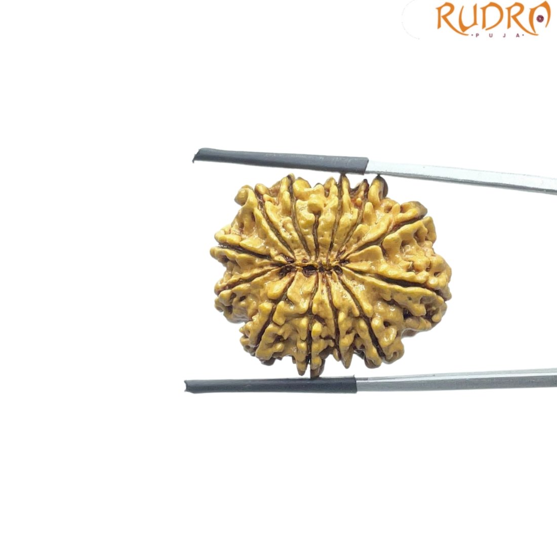 X - Ray Certified 12 Mukhi Rudraksha Nepal ( 27.72 Mm ) 2 X - Ray Certified 12 Mukhi Rudraksha Nepal ( 27.72 Mm )