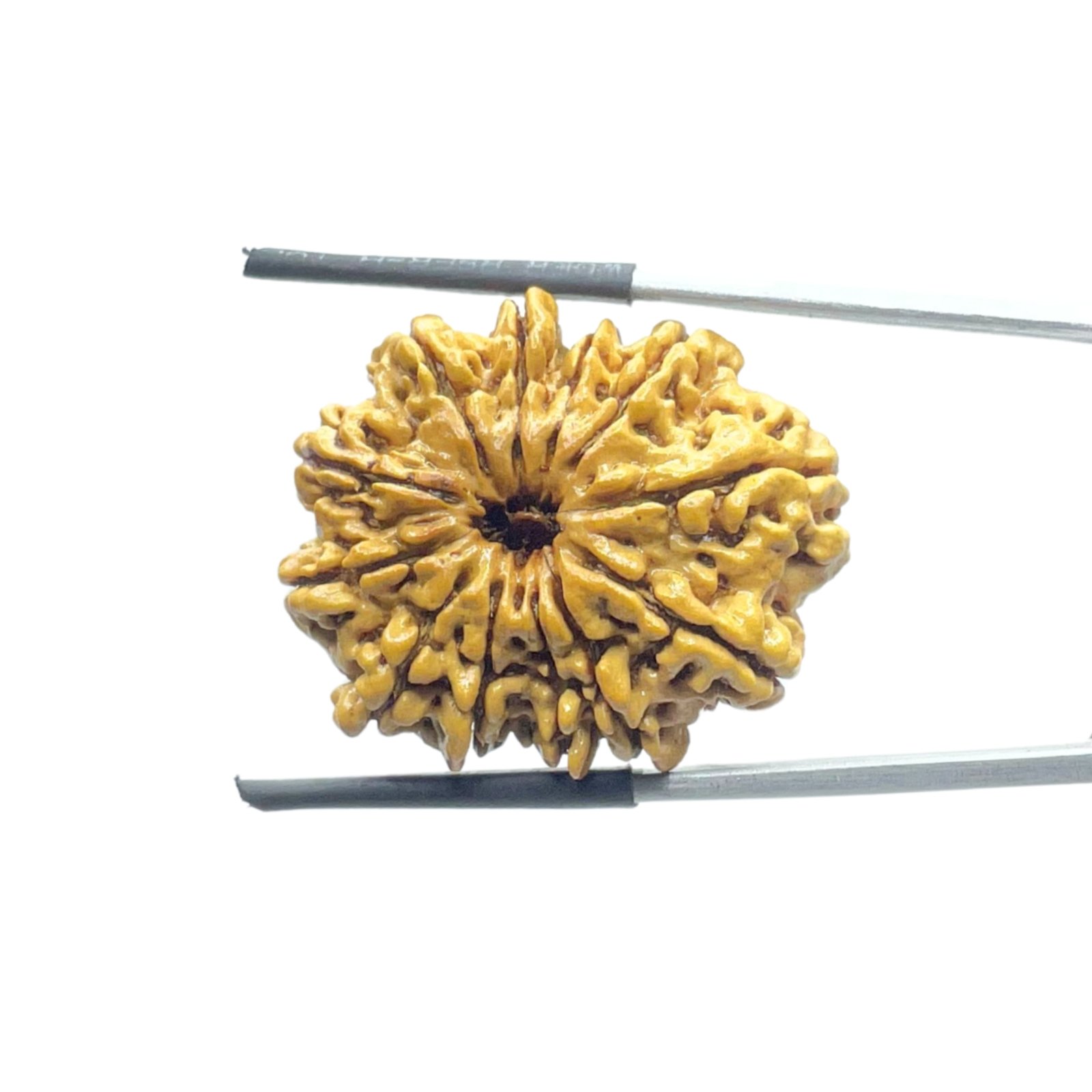 X - Ray Certified 12 Mukhi Rudraksha Nepal ( 27.72 Mm ) 1 X - Ray Certified 12 Mukhi Rudraksha Nepal ( 27.72 Mm )